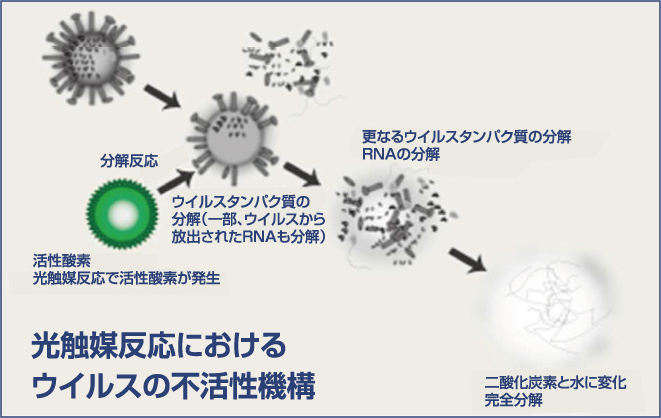 エビデンスに基づく確かな効果
